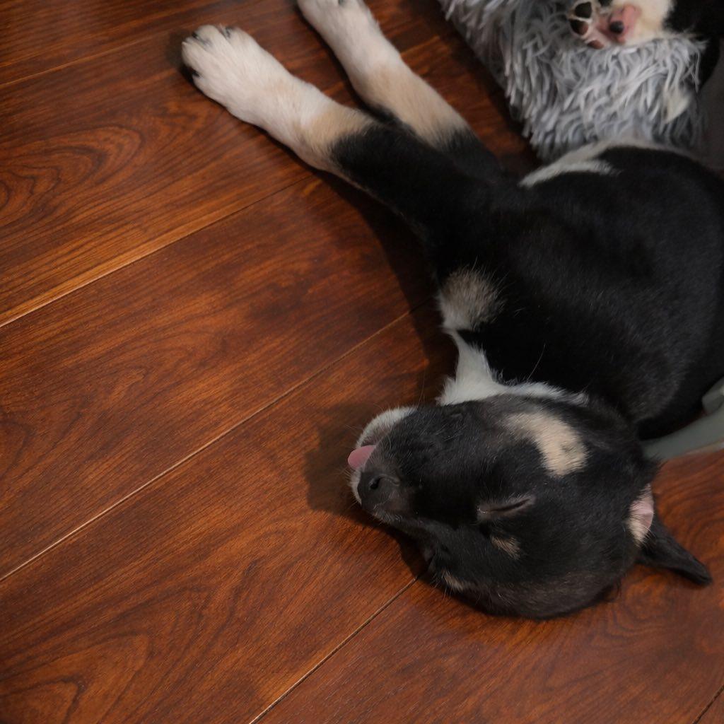 Enlarge Sammi, a Adoptable mixed breed in Copiague, NY image 5/6