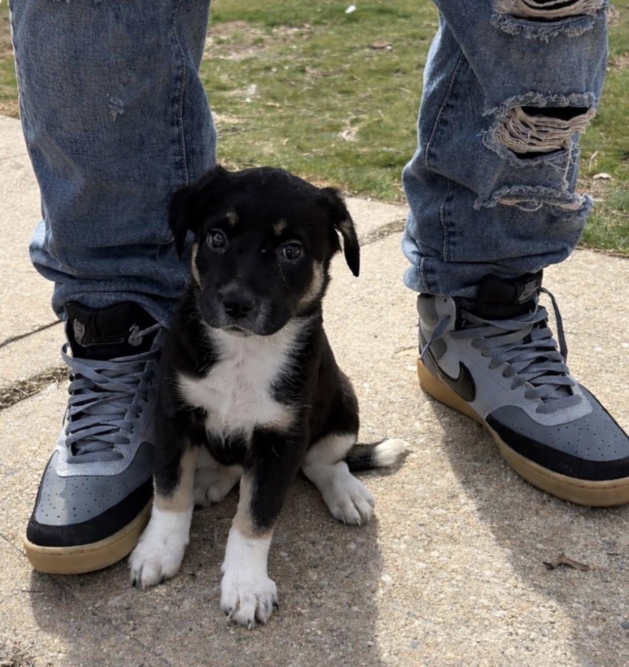 Enlarge Sammi, a Adoptable mixed breed in Copiague, NY image 6/6