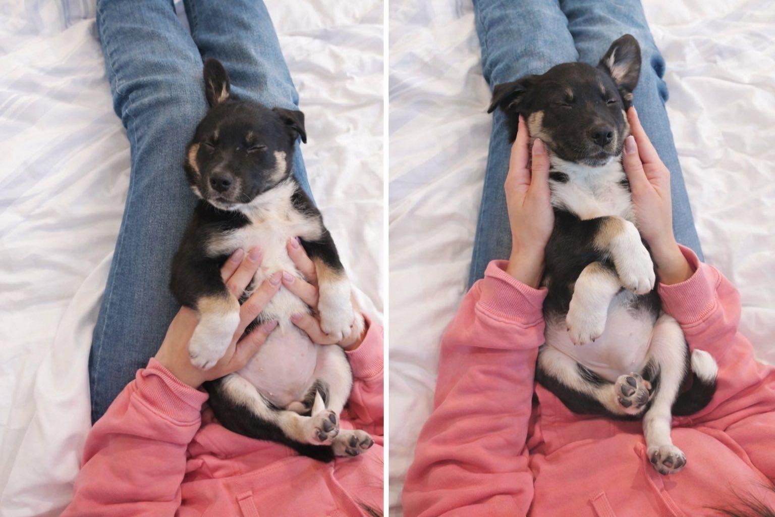 Enlarge Sammi, a Adoptable mixed breed in Copiague, NY image 4/6