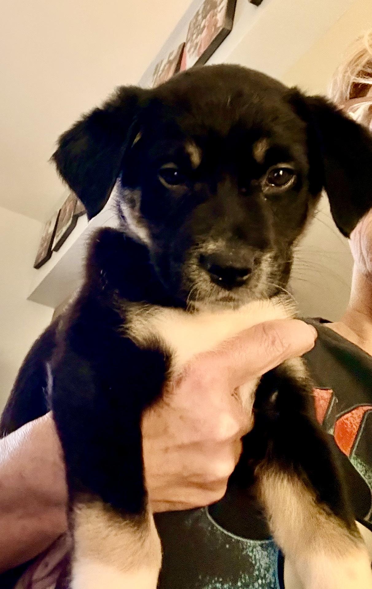 Enlarge Sammi, a Adoptable mixed breed in Copiague, NY image 3/6