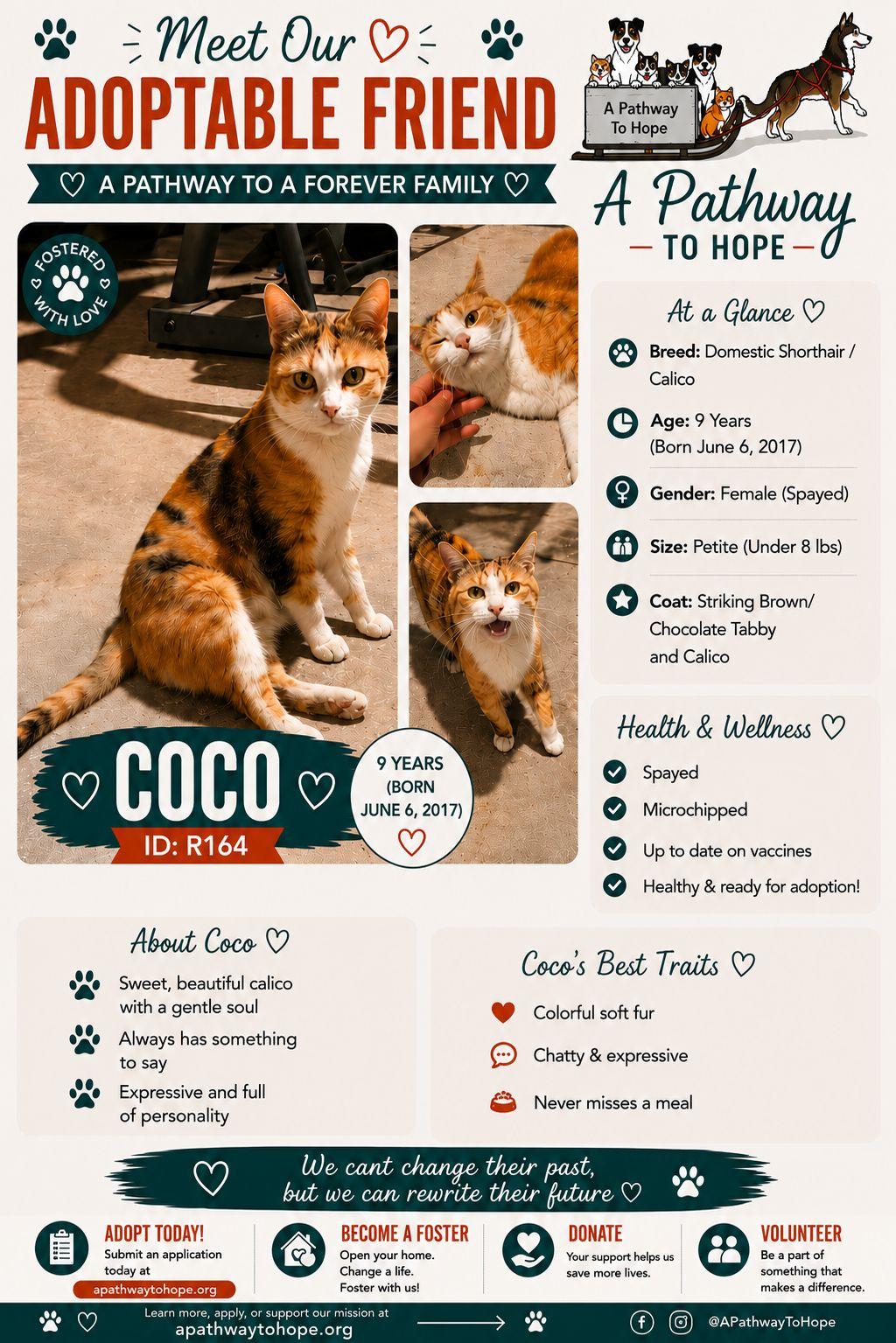 Coco, a Adoptable mixed breed in North Haledon, NJ image 1/3