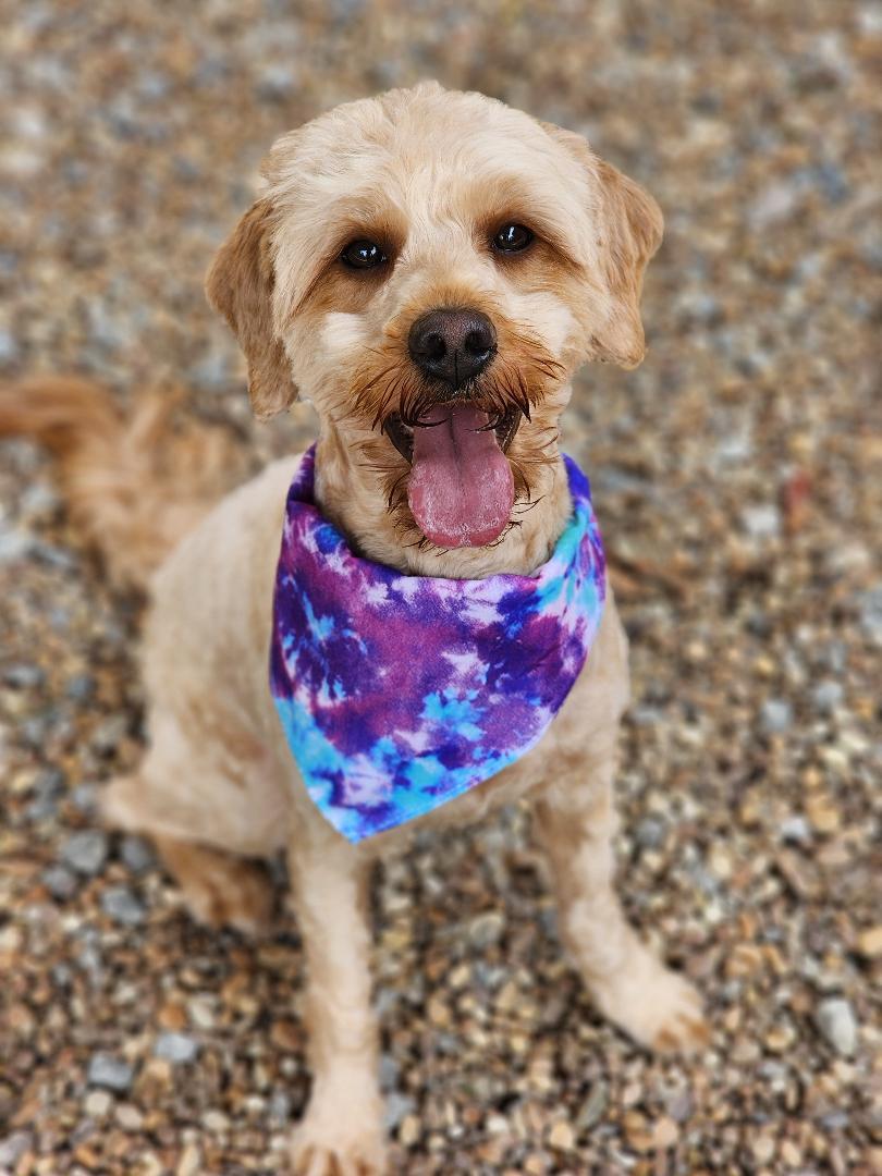 Cinnamon, a Adoptable Goldendoodle in Phenix City, AL image 2/5