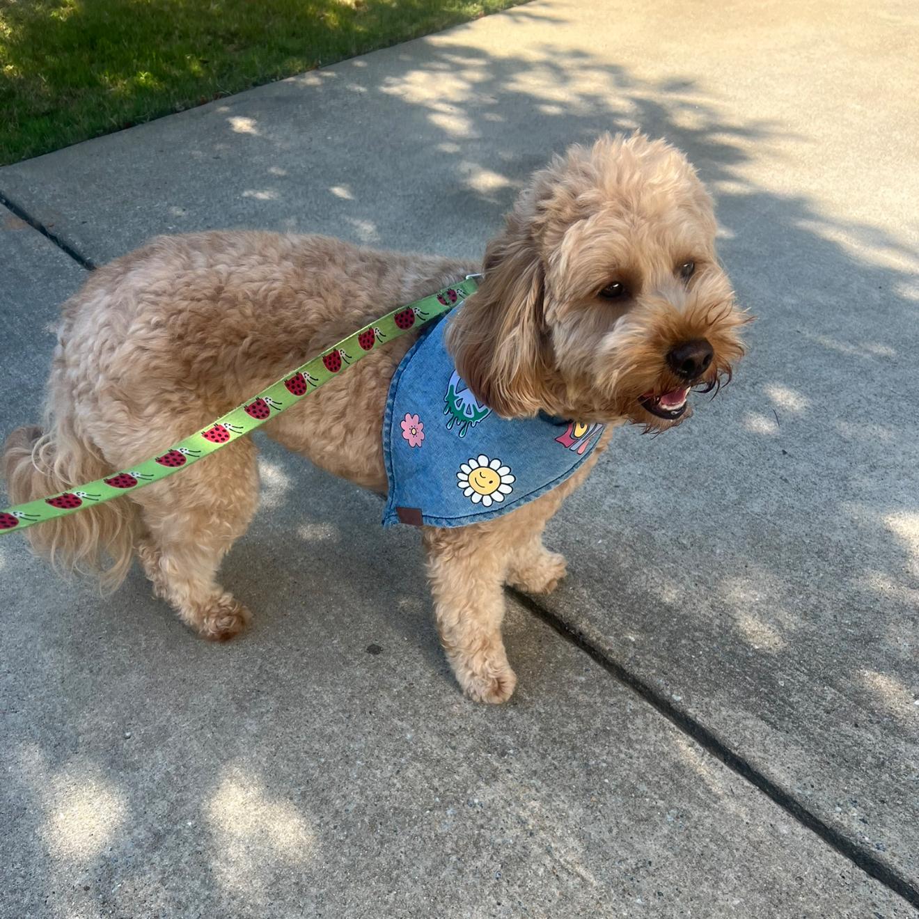 Cinnamon, a Adoptable Goldendoodle in Phenix City, AL image 3/5