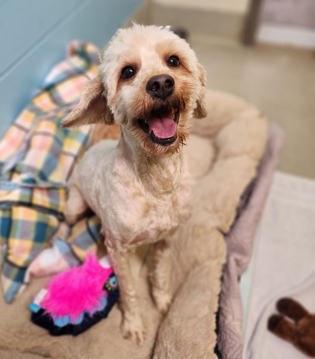 Cinnamon, a Adoptable Goldendoodle in Phenix City, AL image 5/5