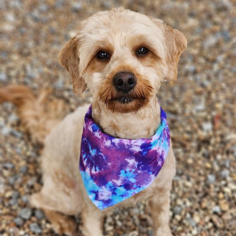 Cinnamon, a Adoptable Goldendoodle in Phenix City, AL image 1/5