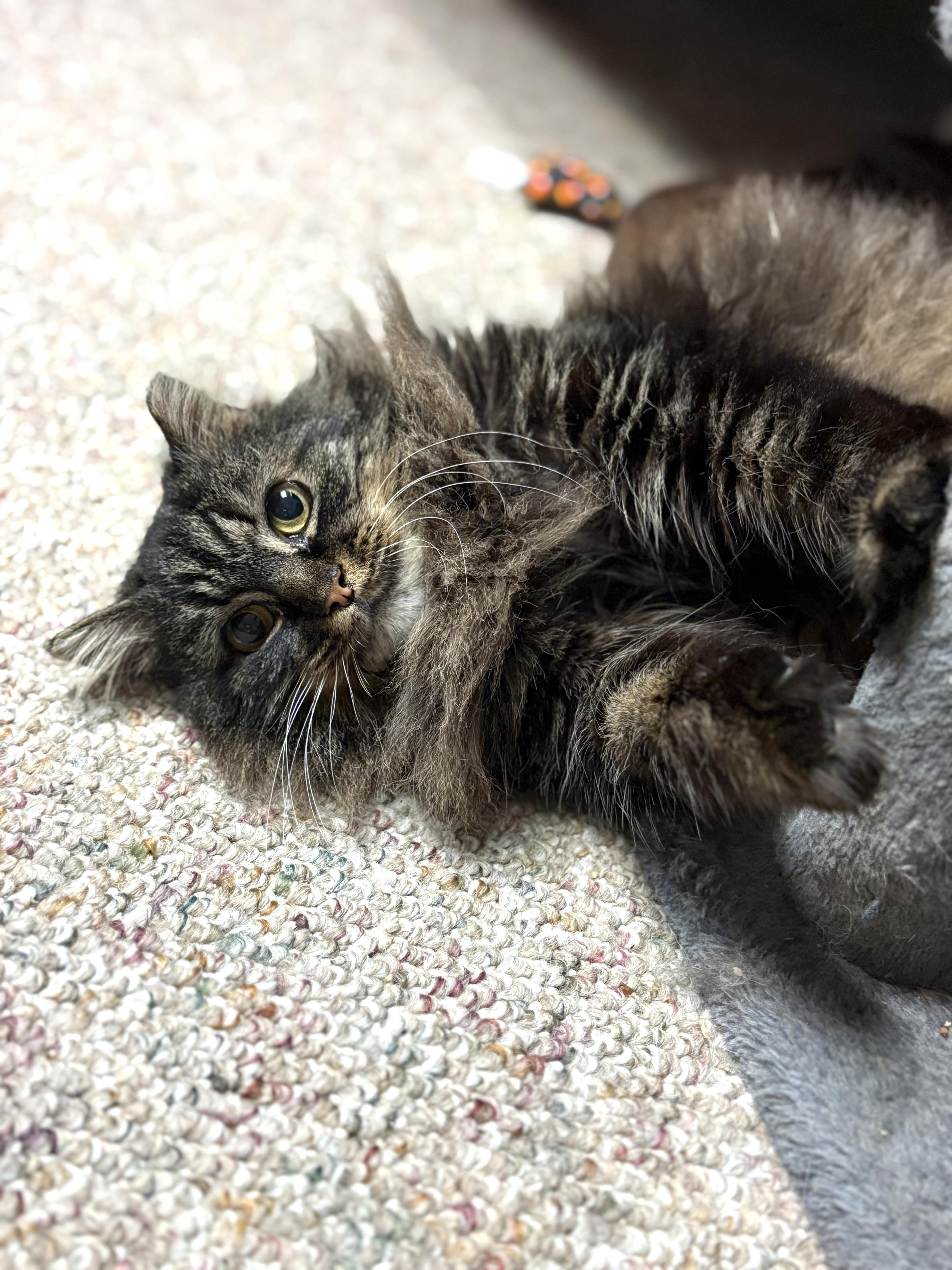 Bub, adopted, Adult Female Domestic Long Hair.