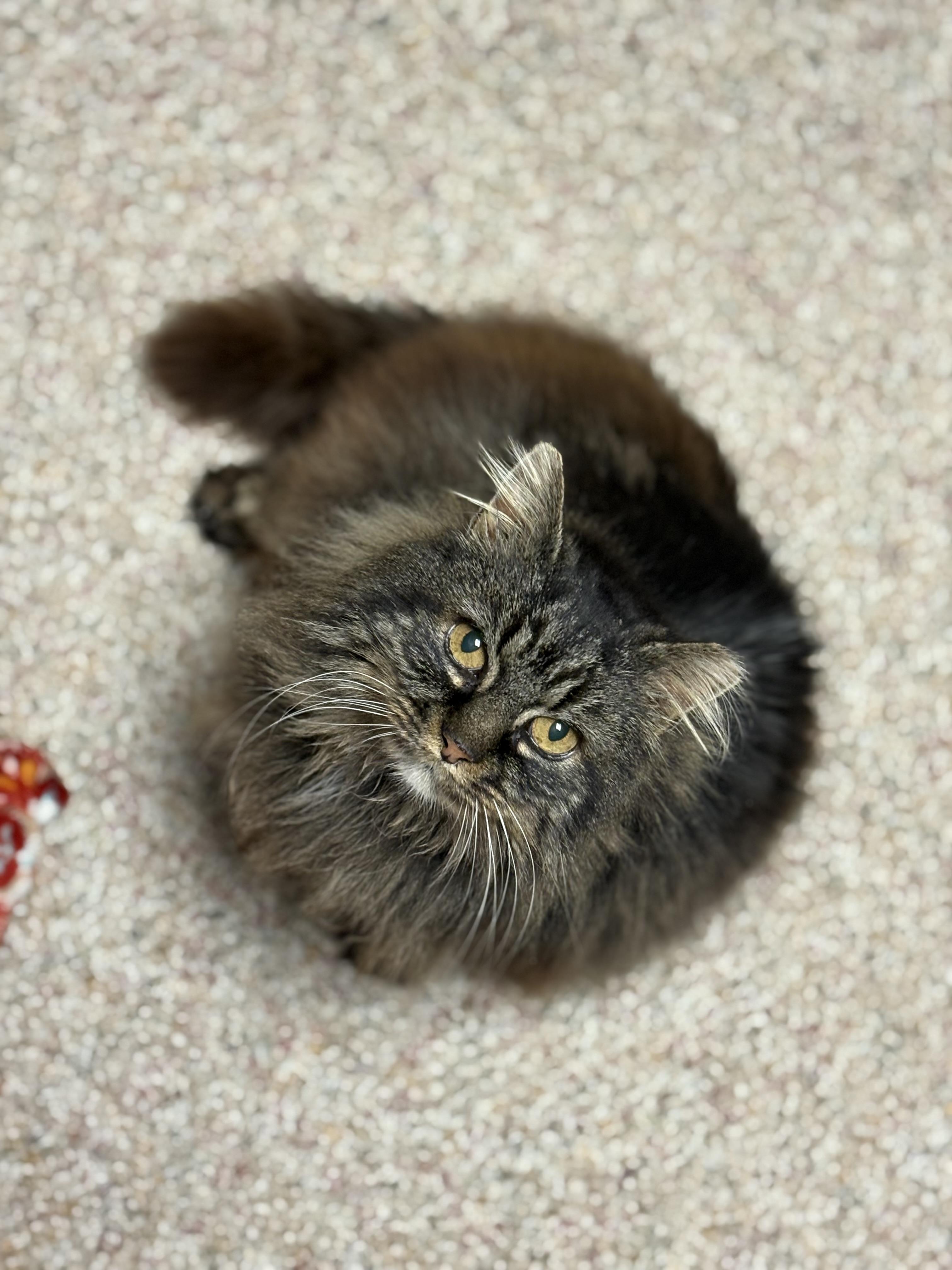 Enlarge Bub, an adopted Domestic Long Hair in Boiling Springs, PA image 6/6