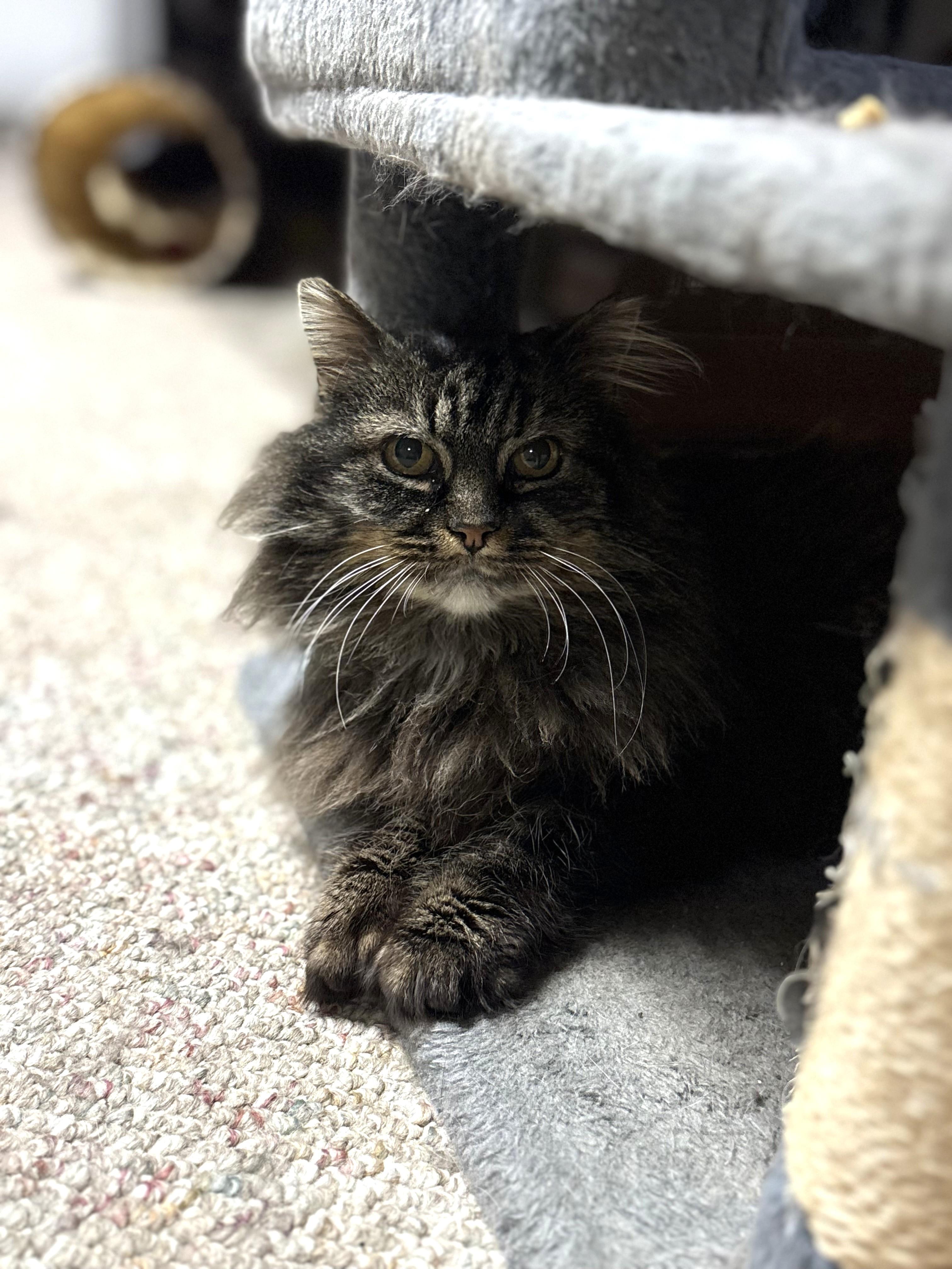 Enlarge Bub, an adopted Domestic Long Hair in Boiling Springs, PA image 3/6