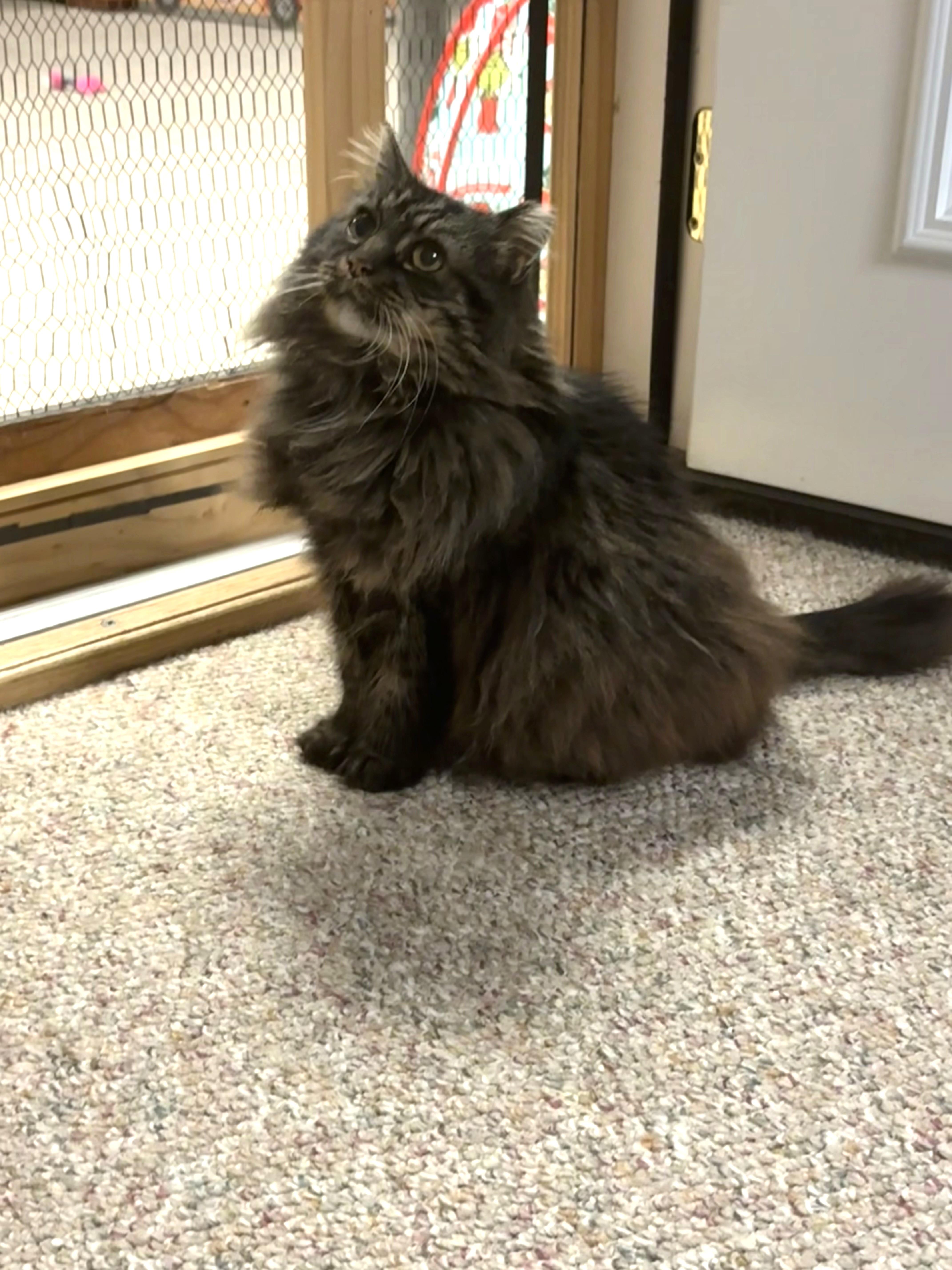 Enlarge Bub, an adopted Domestic Long Hair in Boiling Springs, PA image 5/6