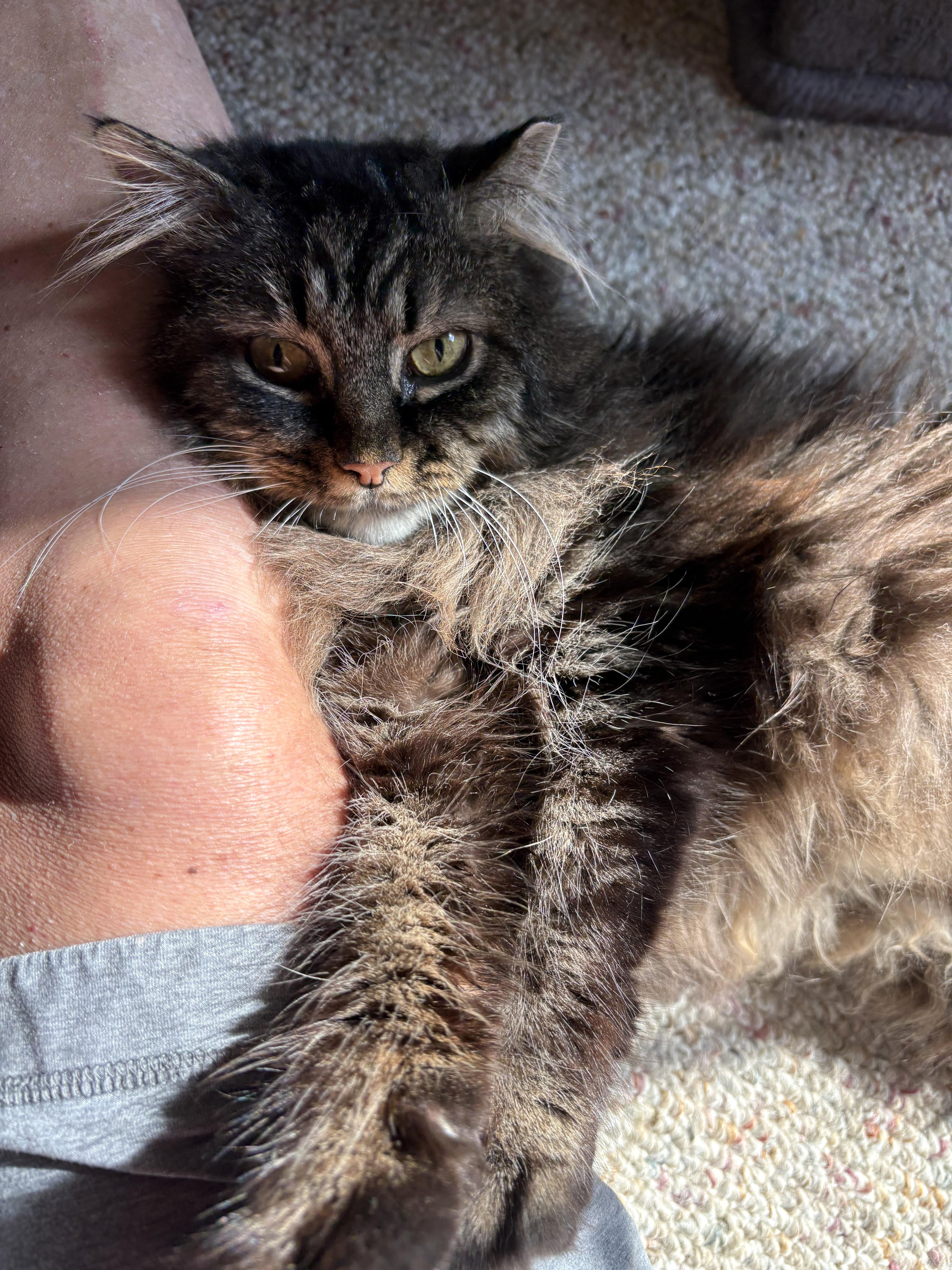 Enlarge Bub, an adopted Domestic Long Hair in Boiling Springs, PA image 4/6