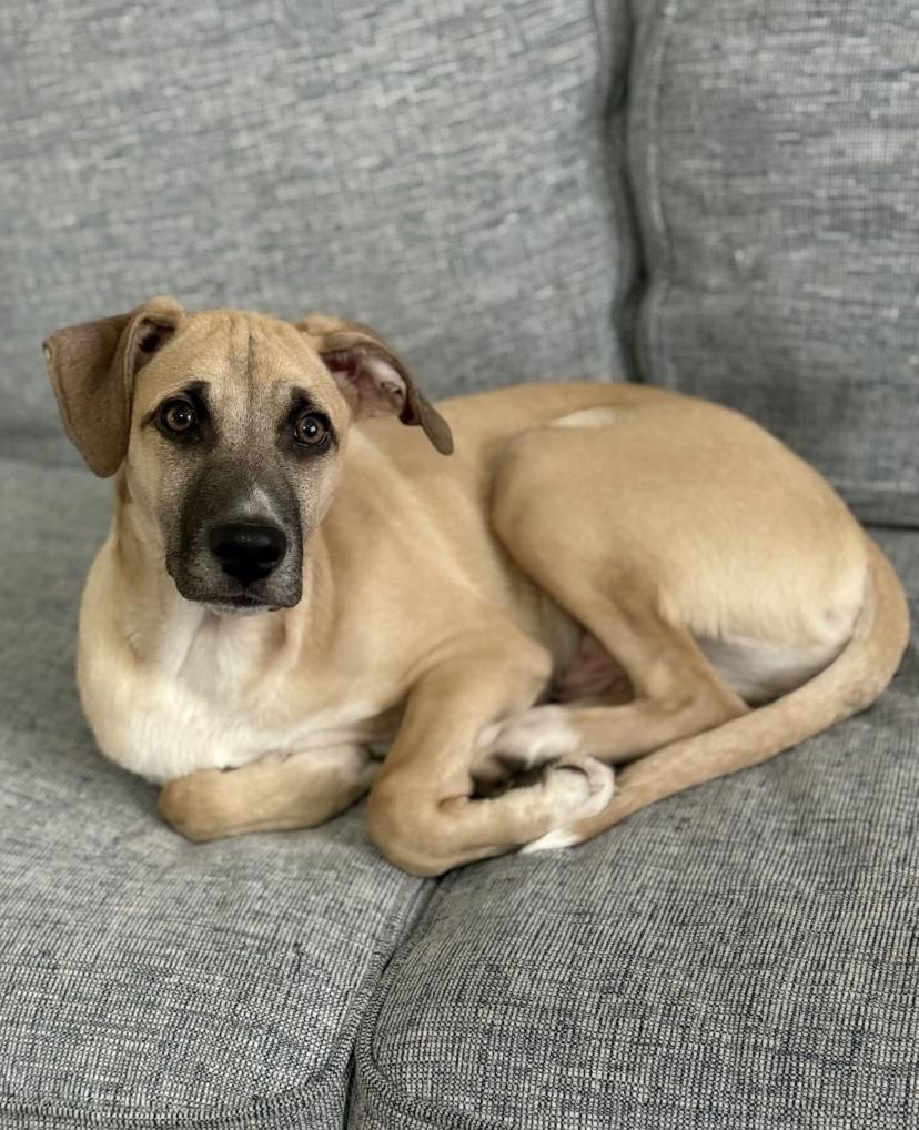 Enlarge Beef, a ADOPTABLE mixed breed in Philadelphia, PA image 4/5