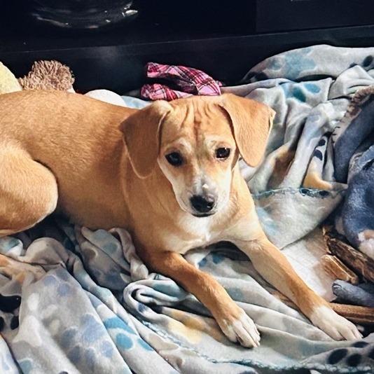 Zoe, Adoptable, Young Female Jack Russell Terrier.