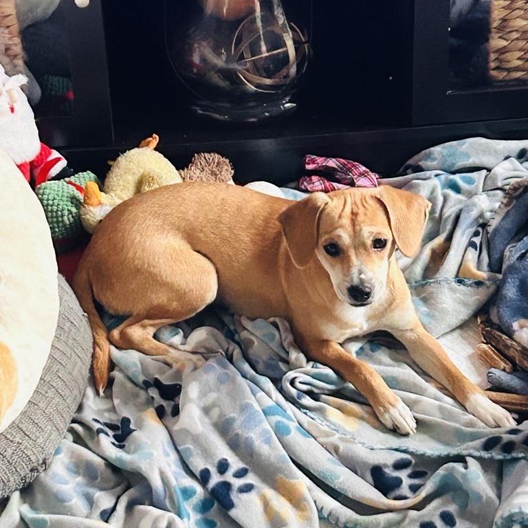 Enlarge Zoe, a Adoptable mixed breed in Dover, NH image 2/3