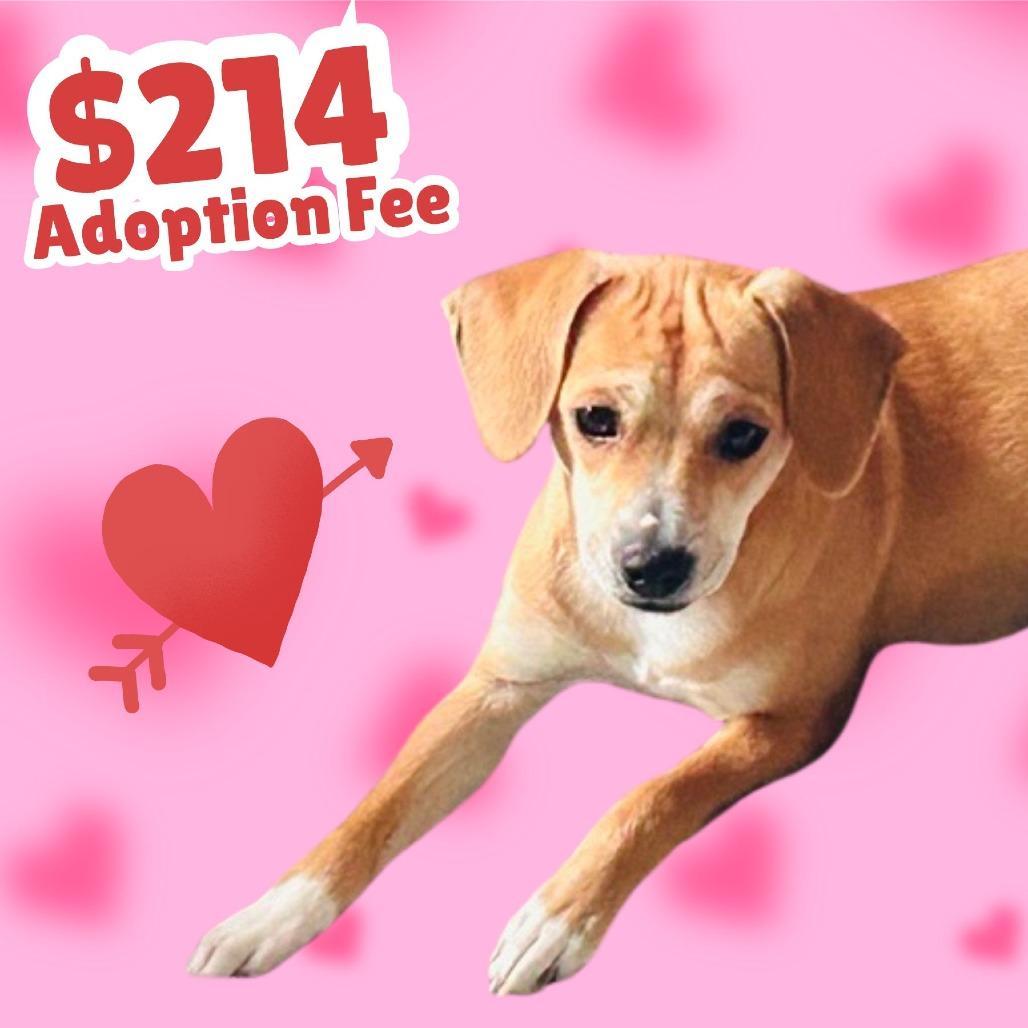 Enlarge Zoe, a Adoptable mixed breed in Dover, NH image 3/3