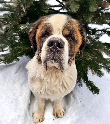 Buffalo, Adoptable, Adult Male Saint Bernard & Mixed Breed.