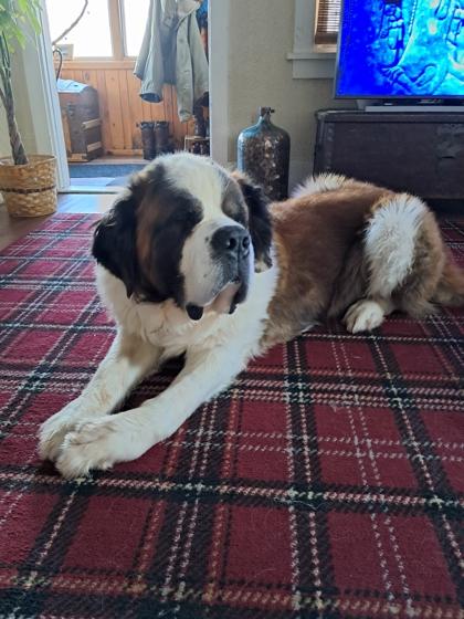 Enlarge Buffalo, a Adoptable mixed breed in Gwinn, MI image 2/3