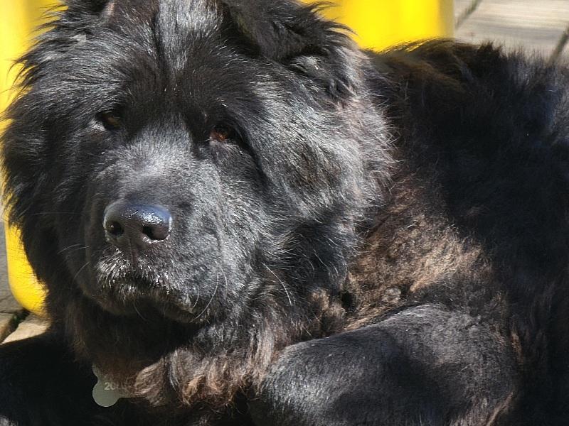 Enlarge LEONA, a ADOPTABLE mixed breed in Eastsound, WA image 2/4
