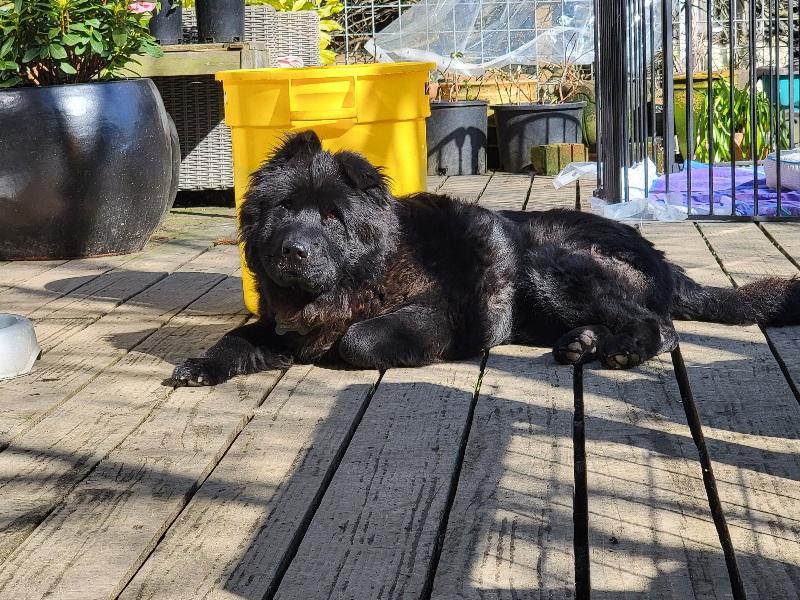 Enlarge LEONA, a ADOPTABLE mixed breed in Eastsound, WA image 3/4