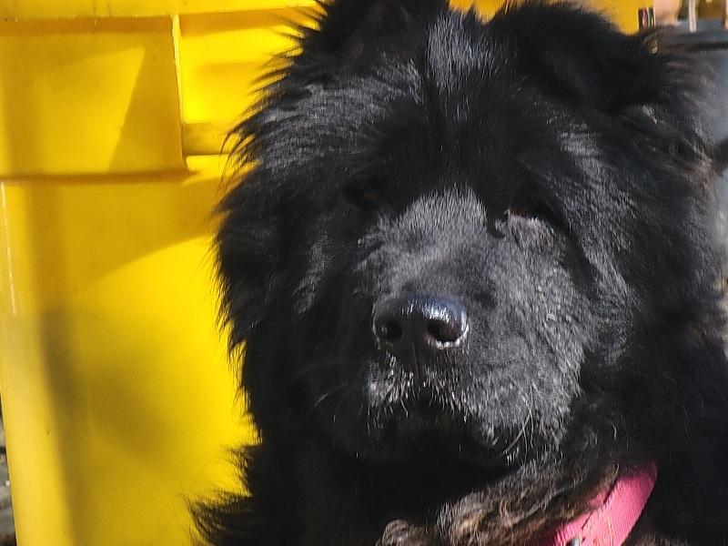 Enlarge LEONA, a ADOPTABLE mixed breed in Eastsound, WA image 4/4