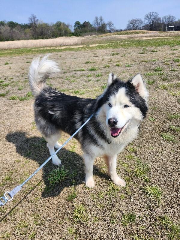 Enlarge Sitka, a Adoptable Husky in Jackson, TN image 1/6