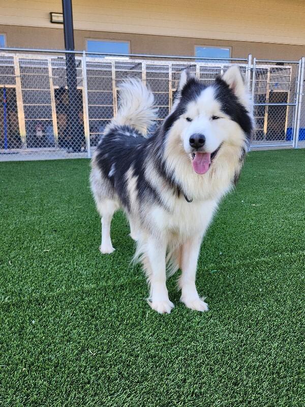 Sitka, Adoptable, Adult Male Husky.