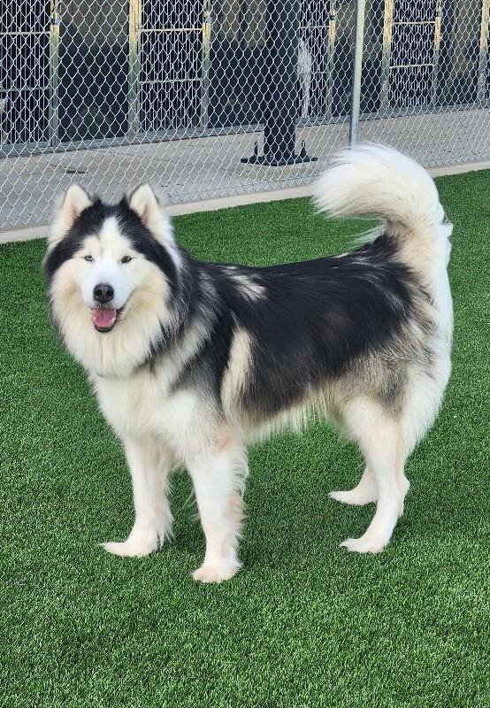 Enlarge Sitka, a Adoptable Husky in Jackson, TN image 2/6