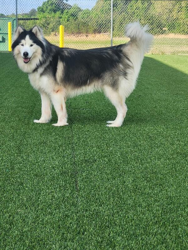 Enlarge Sitka, a Adoptable Husky in Jackson, TN image 3/6