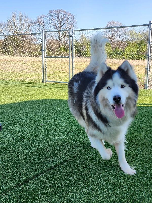 Enlarge Sitka, a Adoptable Husky in Jackson, TN image 3/6