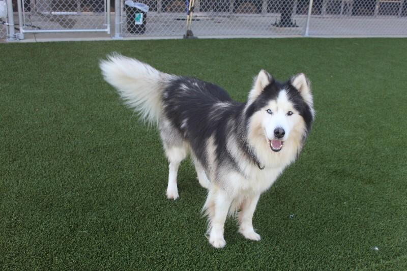 Enlarge Sitka, a Adoptable Husky in Jackson, TN image 4/6