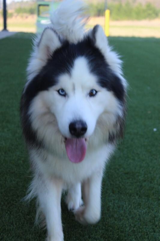 Enlarge Sitka, a Adoptable Husky in Jackson, TN image 5/6