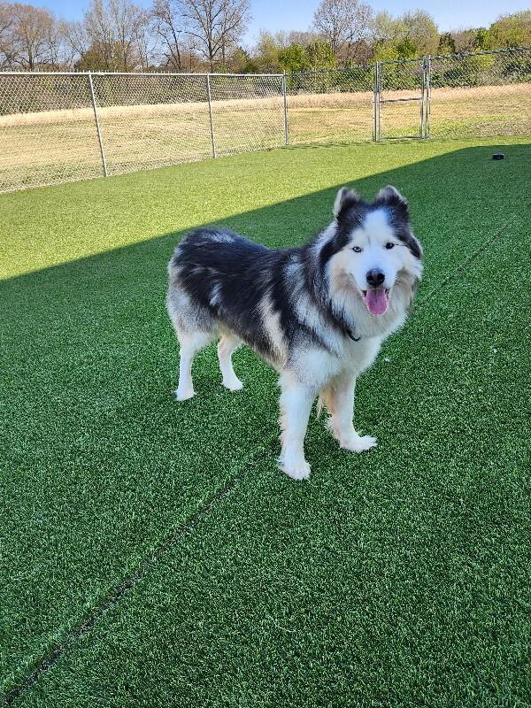 Enlarge Sitka, a Adoptable Husky in Jackson, TN image 6/6