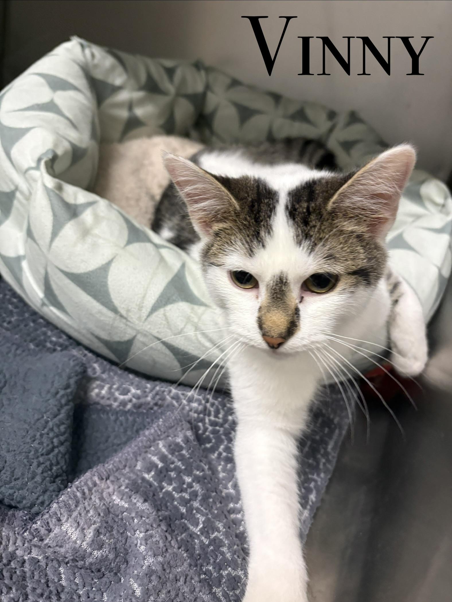 Vinny, ADOPTABLE, Young Male Domestic Short Hair.