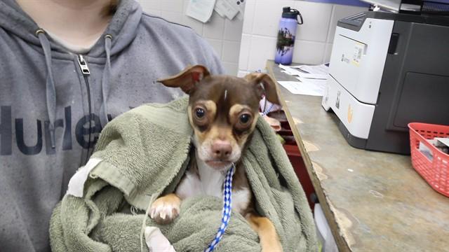 VINCENT, Adoptable, Young Male Chihuahua & Mixed Breed.