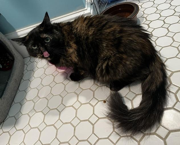 Enlarge Baby Bushytail (Reduced adoption fee), a Adopted Domestic Medium Hair in Melrose, MA image 4/4