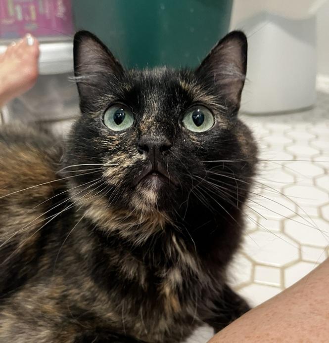 Enlarge Baby Bushytail (Reduced adoption fee), a Adopted Domestic Medium Hair in Melrose, MA image 1/4