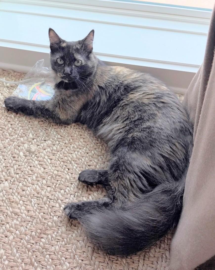 Enlarge Baby Bushytail (Reduced adoption fee), a Adopted Domestic Medium Hair in Melrose, MA image 3/4