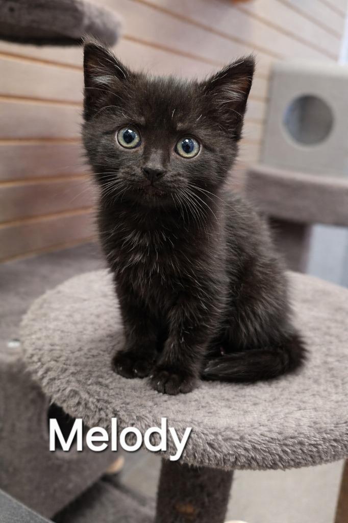 Enlarge Melody, a Adopted mixed breed in Sidney, OH image 1/1