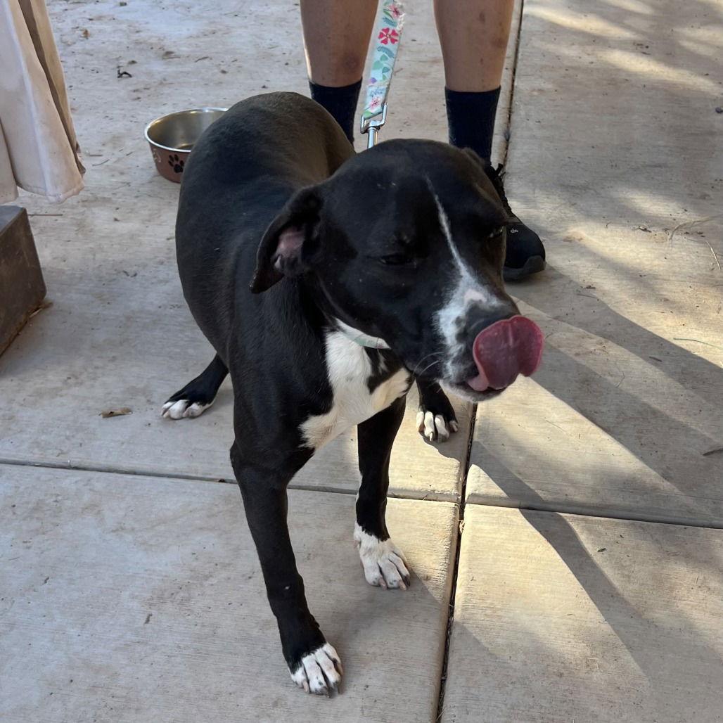 Max, Adoptable, Young Male Labrador Retriever & Pit Bull Terrier.
