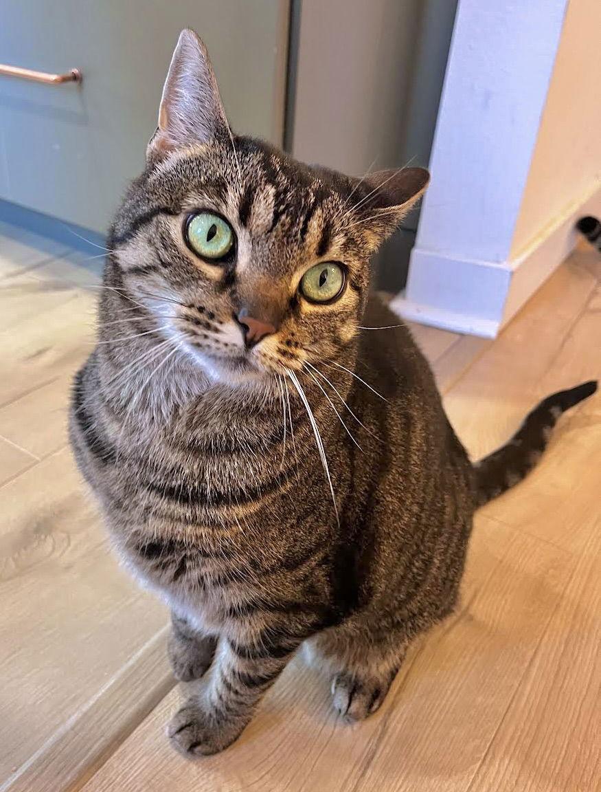 Mini Pearl - jewel of your home, Adoptable, Adult Female Tabby & Domestic Short Hair.