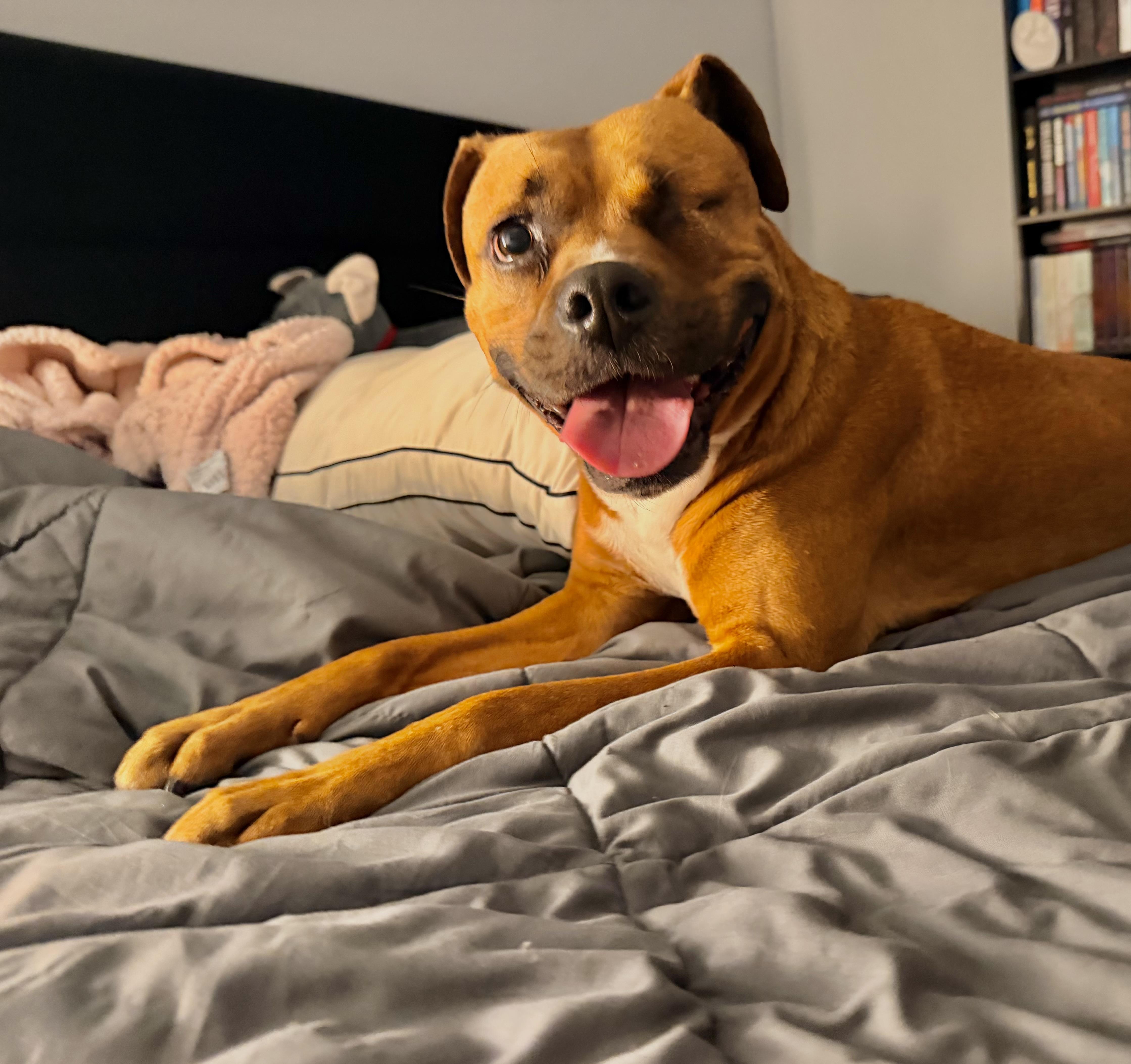 Enlarge Leeah , a Adoptable mixed breed in Portland, OR image 5/6