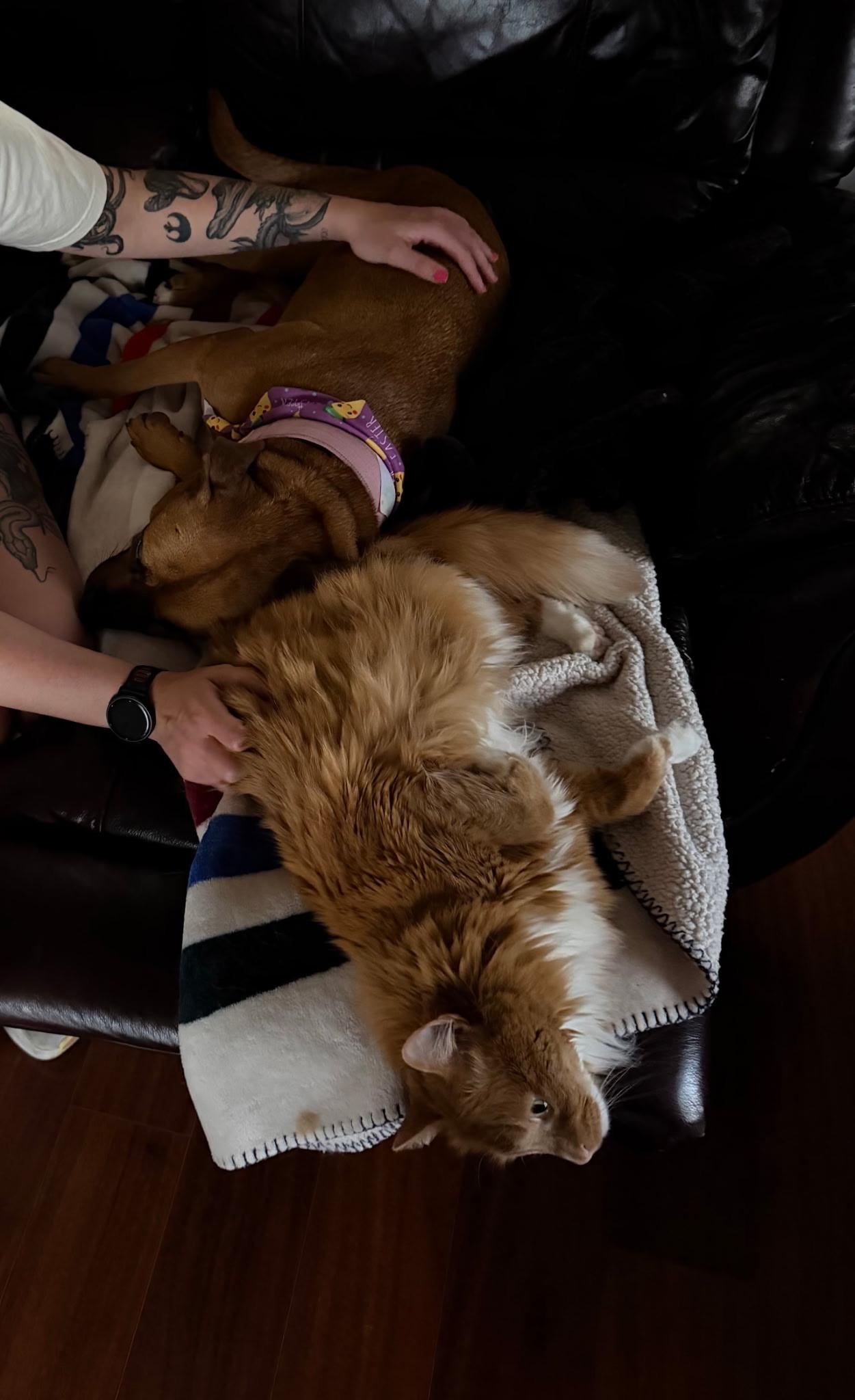 Enlarge Leeah , a Adoptable mixed breed in Portland, OR image 3/6