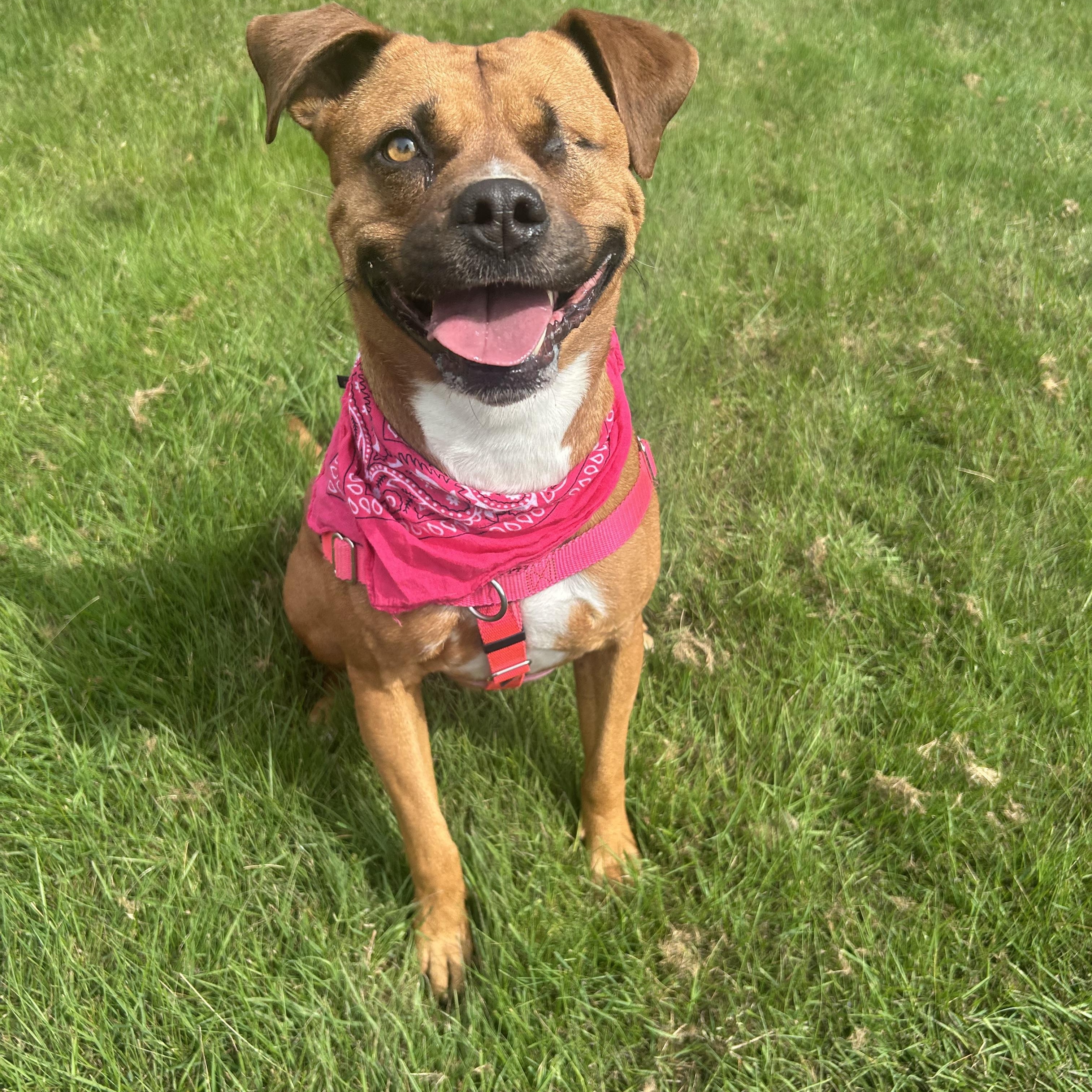 Enlarge Leeah , a Adoptable mixed breed in Portland, OR image 1/6