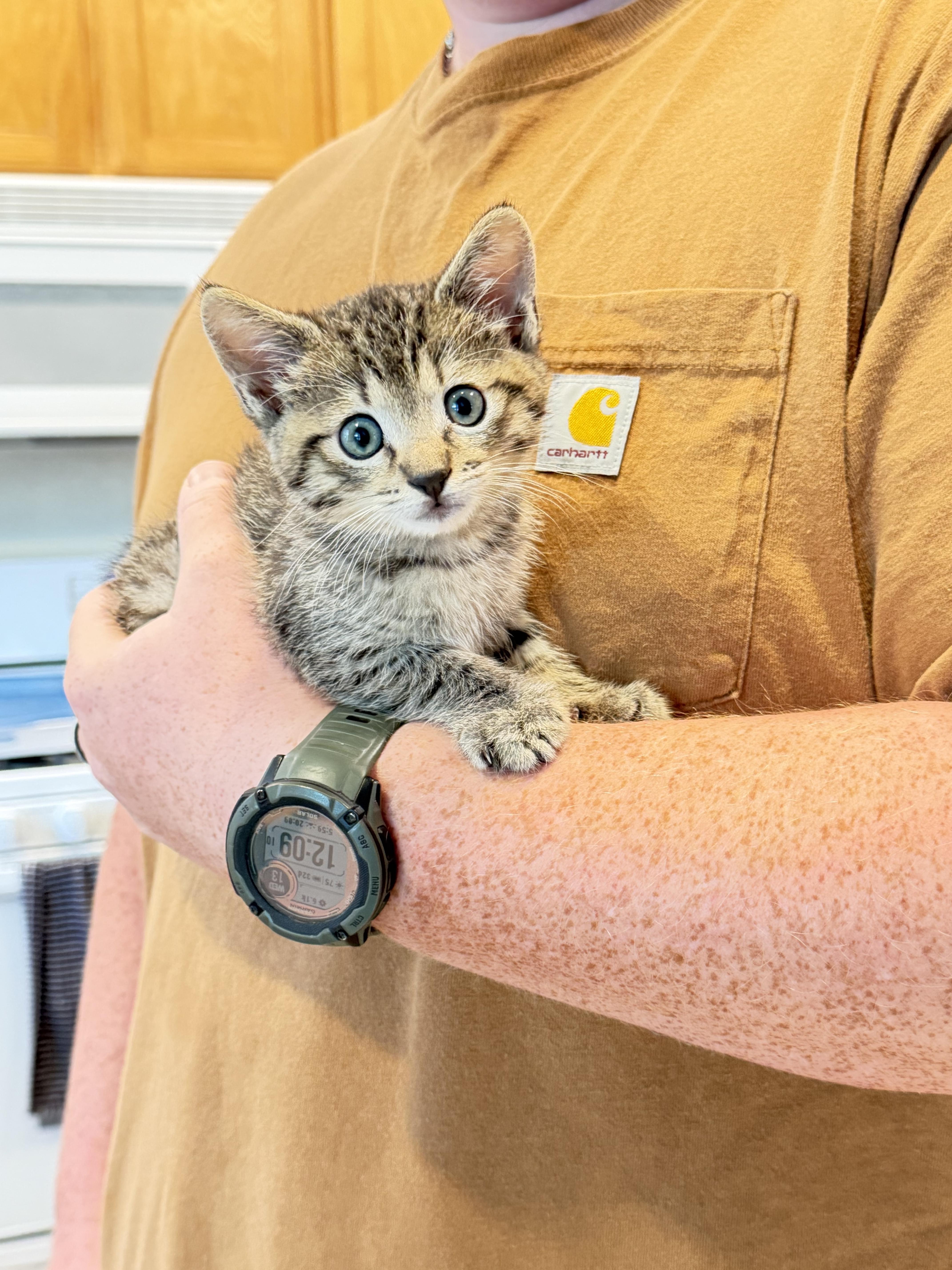 Tortallini, Adopted, Kitten Male Domestic Short Hair.