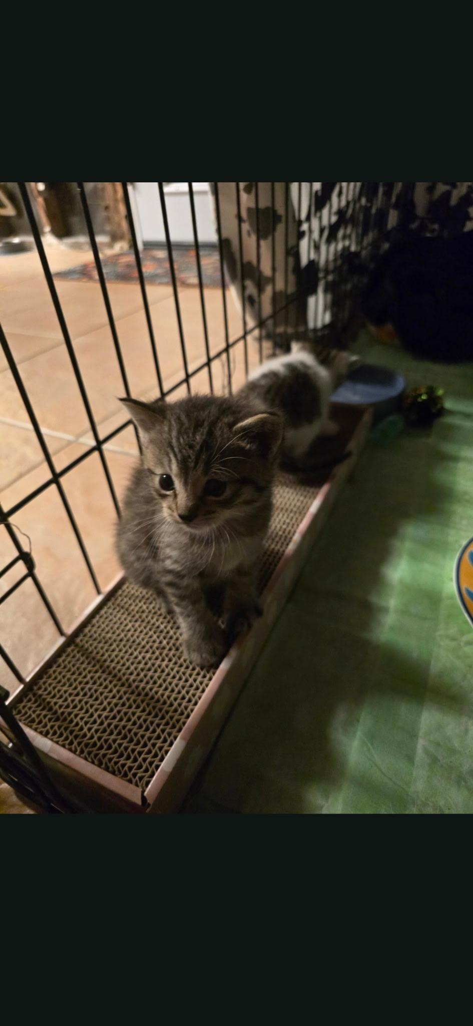 Tortallini, a Adopted mixed breed in Dixon, CA image 3/3