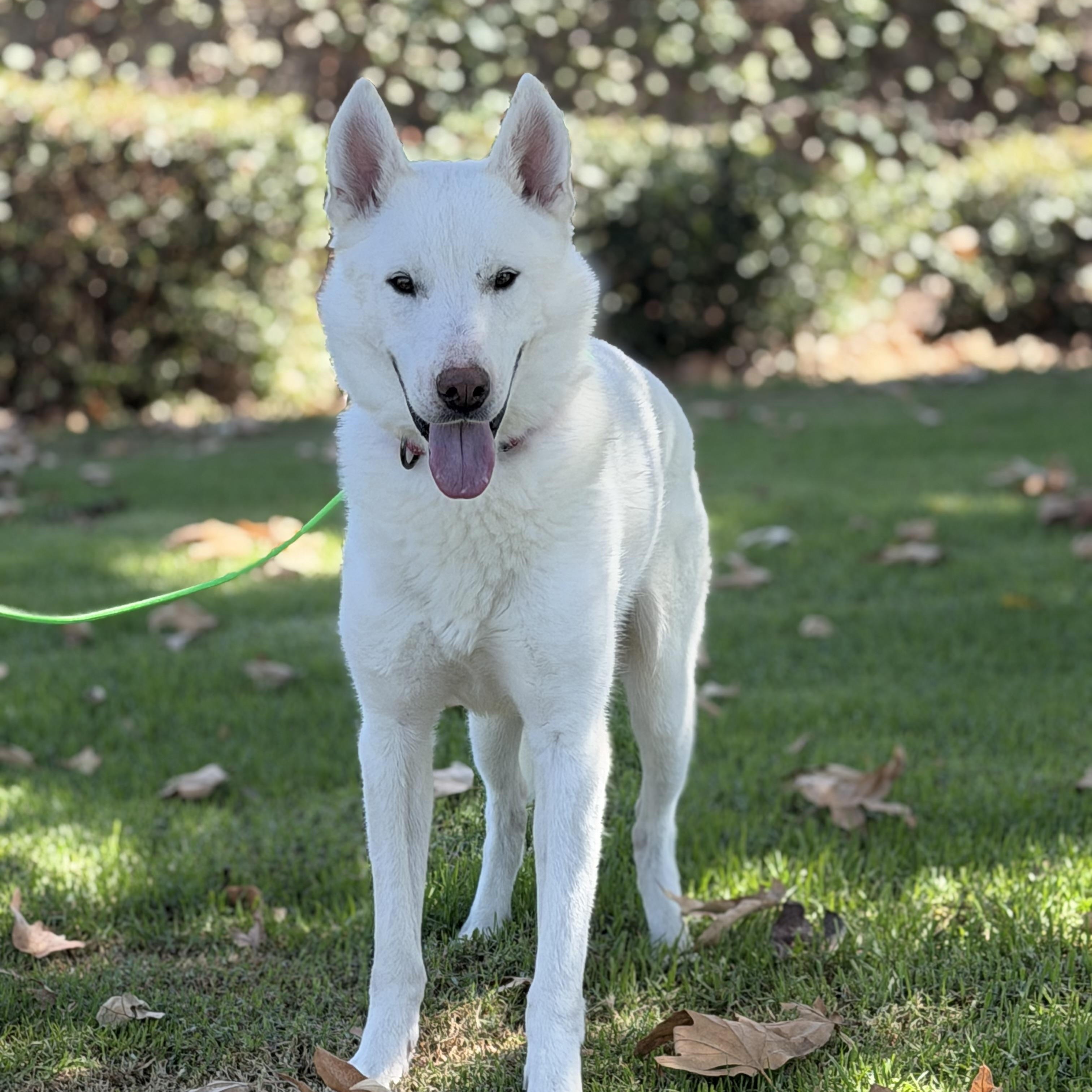 Enlarge Enzo, a Adoptable mixed breed in Torrance, CA image 5/6