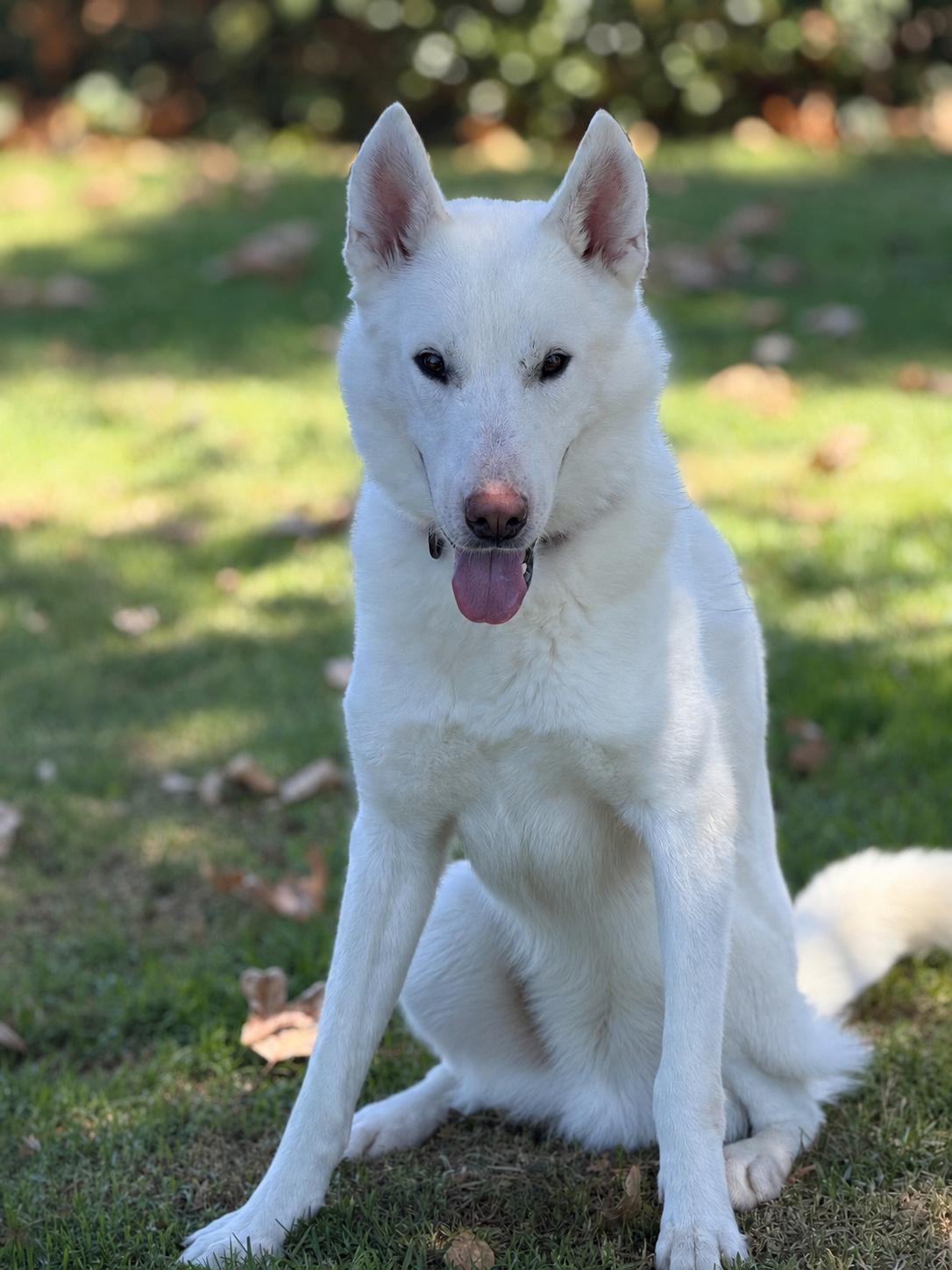 Enlarge Enzo, a Adoptable mixed breed in Torrance, CA image 4/6