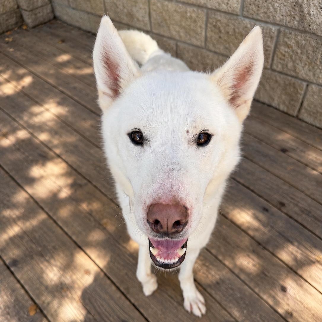 Enlarge Enzo, a Adoptable mixed breed in Torrance, CA image 6/6