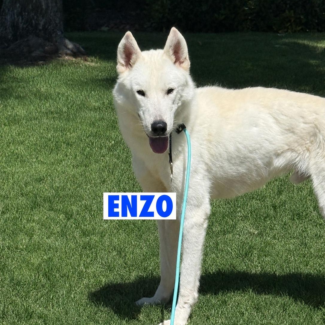 Enlarge Enzo, a Adoptable mixed breed in Torrance, CA image 2/6