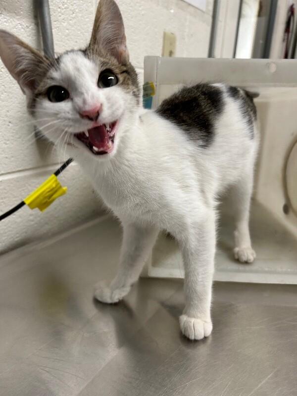 Meeper — thumbnail 2