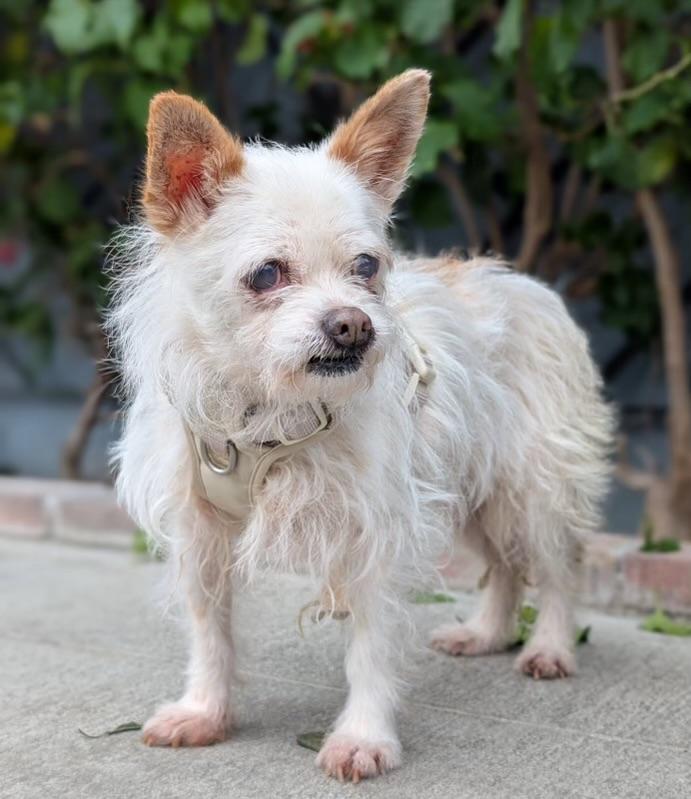 Muffin, ADOPTABLE, Adult Female Terrier.